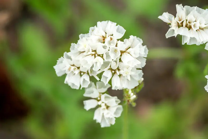 Limonium Sinuatum Iceberg Flower seeds for Planting Compact Growth Heirloom & GMO Free Seeds for Home Garden