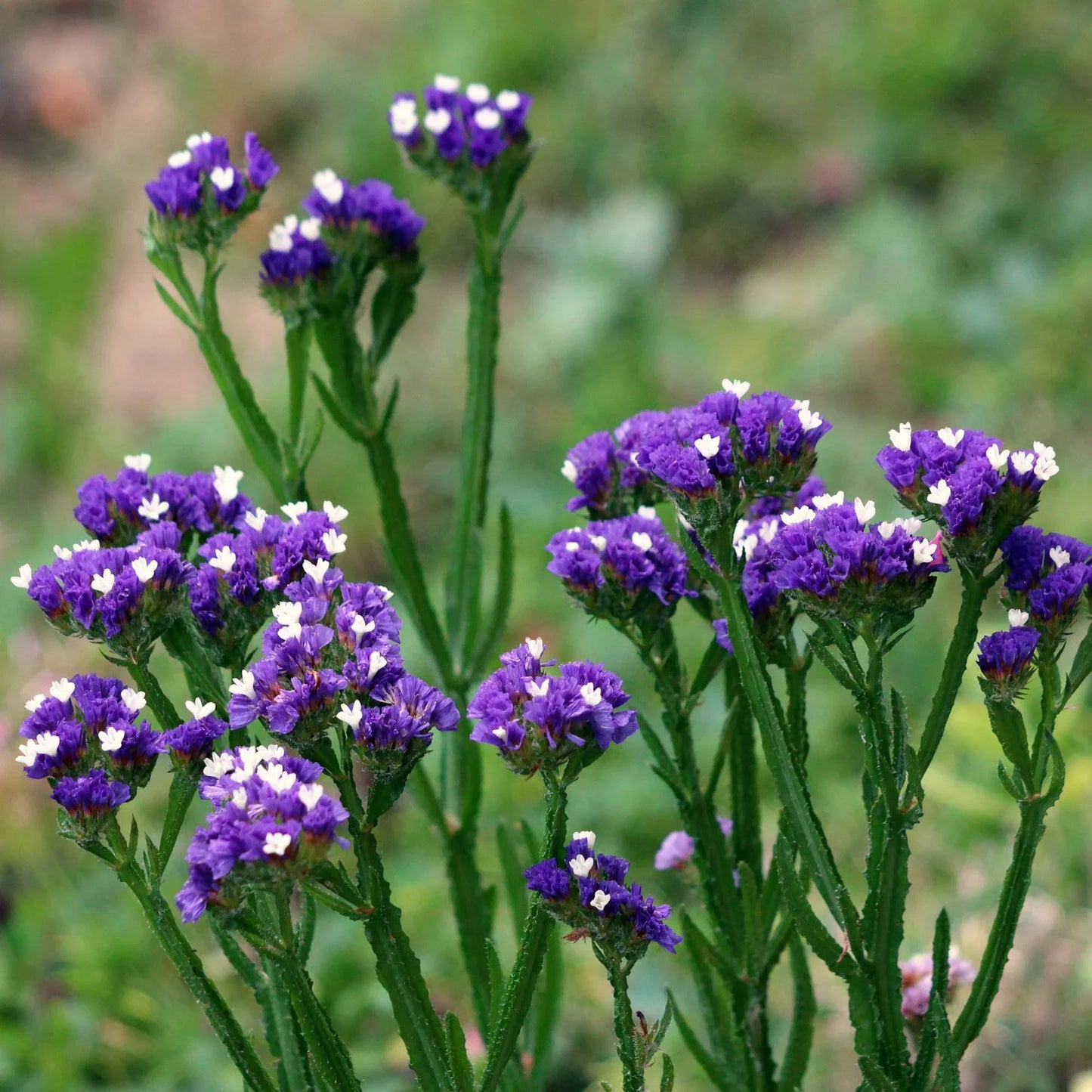 Statice Planting Flower Seeds for Dried Arrangements