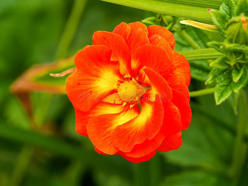 Geum Rossii Flower seeds for Planting Premium Quality, Heirloom & GMO Free Seeds for Home Garden vegetable and garden seeds