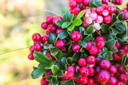 Lingonberry (Vaccinium vitis-idaea) seeds for planting