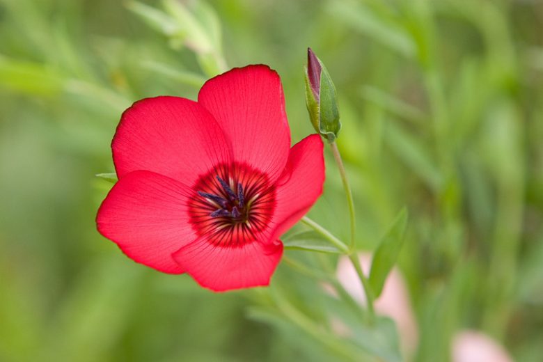Scarlet Flax Flower seeds for Planting Long Bloom Season Heirloom & GMO Free Seeds for Home Garden
