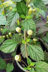 Lippia dulcis Honeyherb growing in full sun