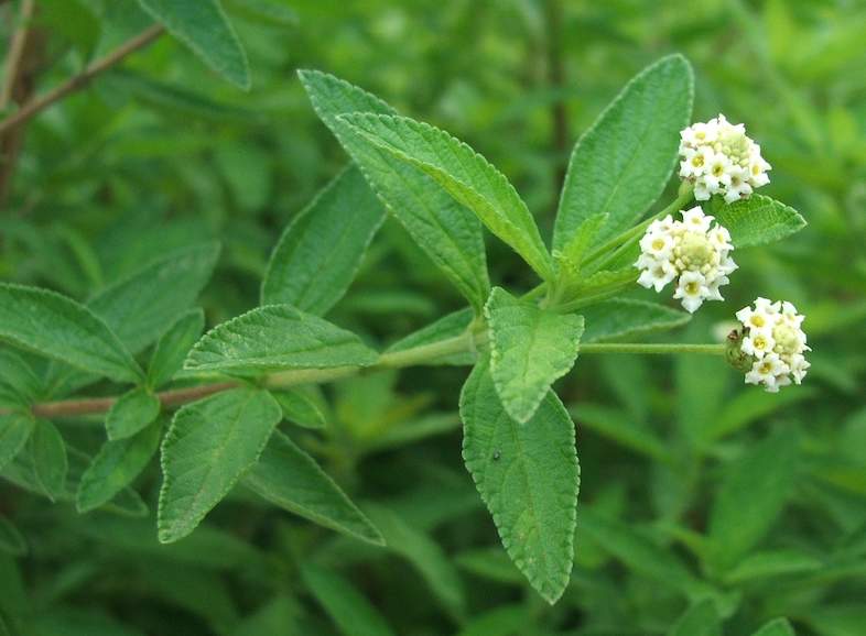 Green Lippia Javanica Flower seeds for Planting Bright Blooms, Heirloom & GMO Free Seeds for Home Garden vegetable and garden seeds