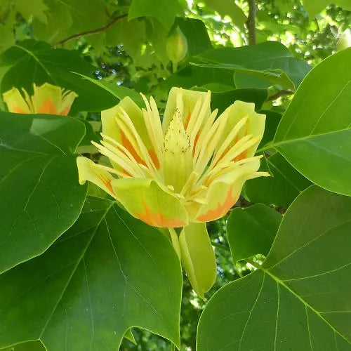 High quality Liriodendron Flower seeds for Planting Drought Tolerant, Heirloom & GMO Free Seeds for Home Garden seeds pack