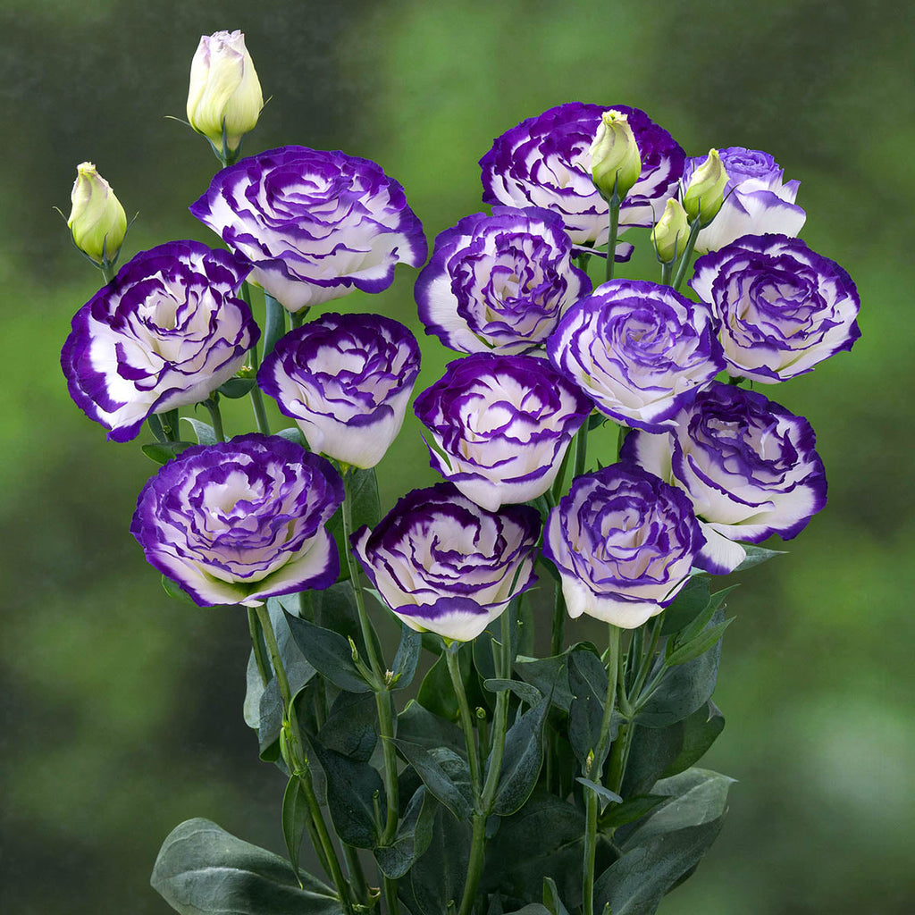 High quality Mixed Lisianthus Echo Flower seeds for Planting Compact Growth, Heirloom & GMO Free Seeds for Home Garden seeds pack