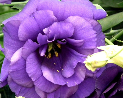 Purple Echo Lisianthus Flower seeds for Planting Long Bloom Season Heirloom & GMO Free Seeds for Home Garden