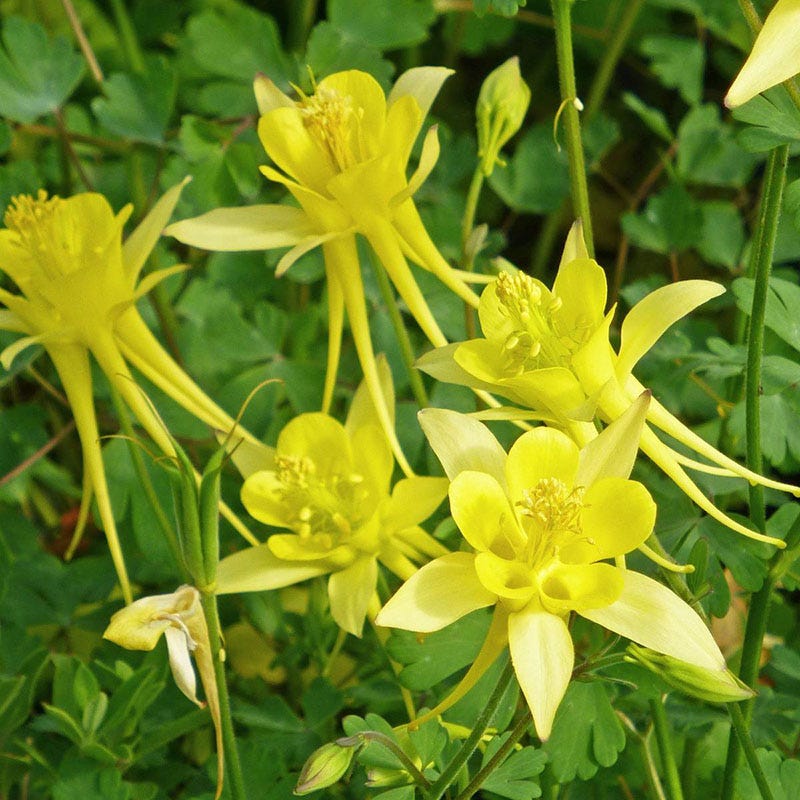 Akelei Pflanze Flower seeds for Planting Sun Loving, Heirloom & GMO Free Seeds for Home Garden vegetable and garden seeds
