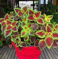 Light Yellow & Pink Coleus Flower seeds for Planting Cut Flower Favorite, Heirloom & GMO Free Seeds for Home Garden seeds for planting