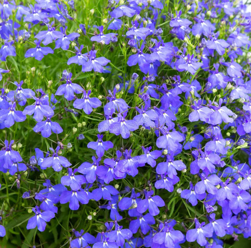 Premium Blue Sapphire Flower seeds for Planting Cut Flower Favorite, Heirloom & GMO Free Seeds for Home Garden seeds