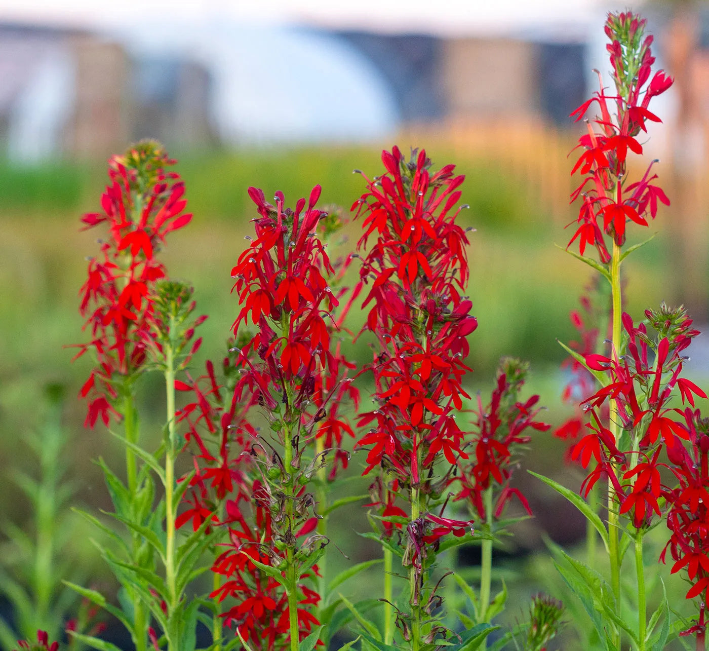 Premium Cardinal Flower seeds for Planting Fragrant Blossoms, Heirloom & GMO Free Seeds for Home Garden seeds