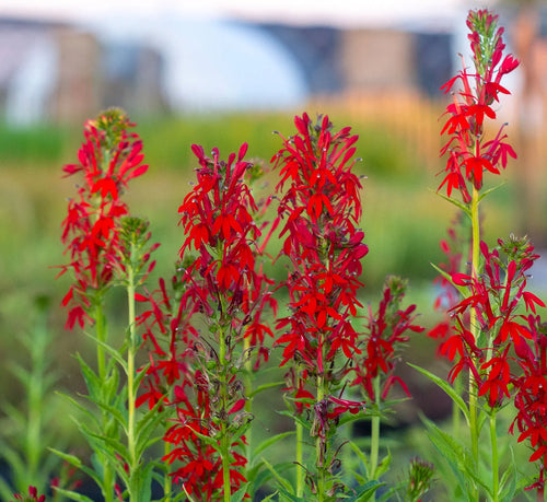 Premium Cardinal Flower seeds for Planting Fragrant Blossoms, Heirloom & GMO Free Seeds for Home Garden seeds