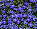 Erinus Flower seeds for Planting Wildflower Mix, Heirloom & GMO Free Seeds for Home Garden seeds for planting