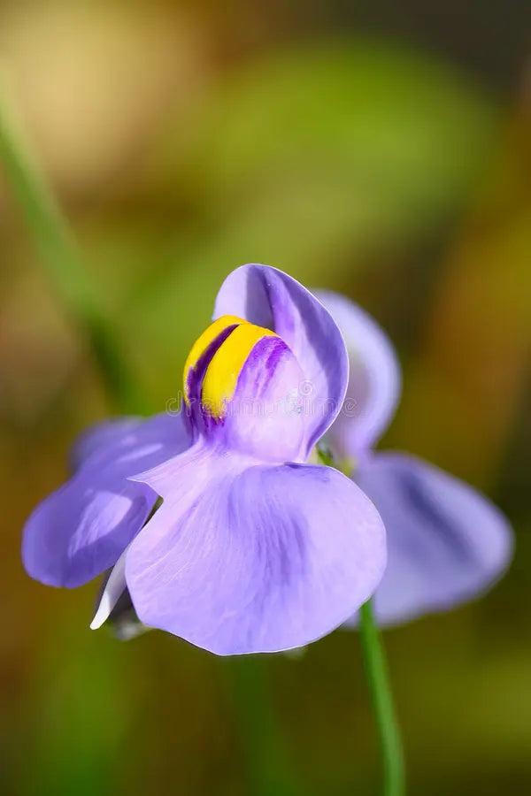 Blue Utricularia Flower seeds for Planting Seasonal Bloomer, Heirloom & GMO Free Seeds for Home Garden vegetable and garden seeds