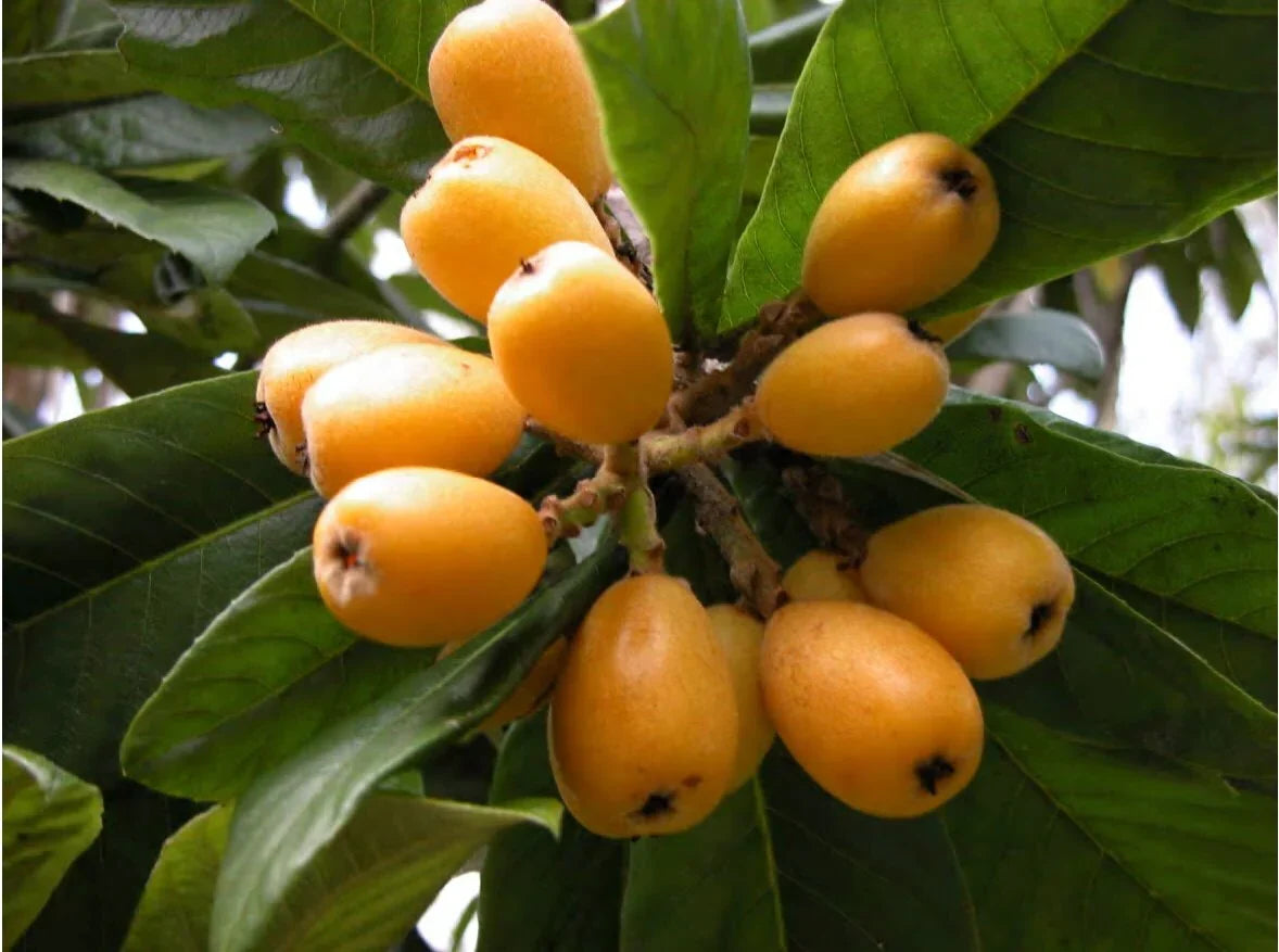 Yellow Loquat Fruit Seeds Planting Guide - Evergrowseeds