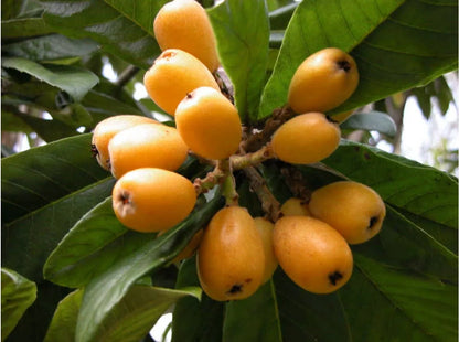 Yellow Loquat Fruit Seeds Planting Guide - Evergrowseeds