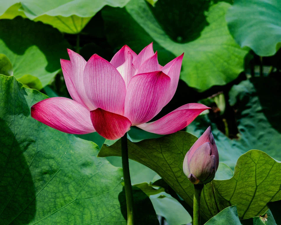 Premium Tulip Light Pink Flower seeds for Planting Garden Favorite, Heirloom & GMO Free Seeds for Home Garden seeds