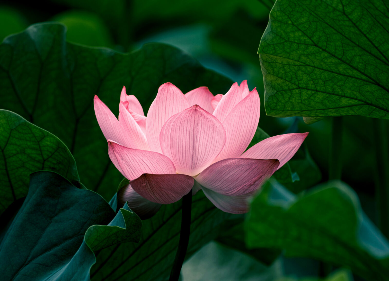 Tulip Light Pink Flower seeds for Planting Garden Favorite, Heirloom & GMO Free Seeds for Home Garden vegetable and garden seeds