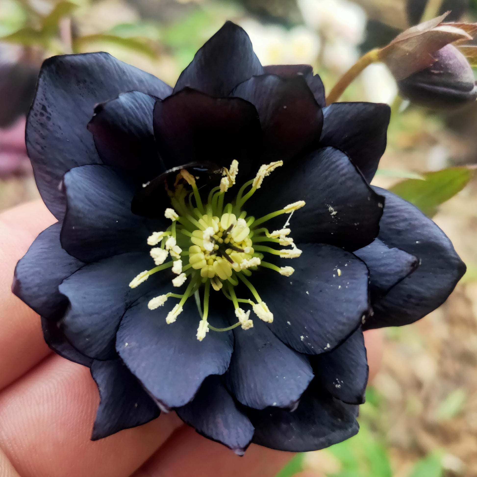 Black Lotus flowers floating in a pond