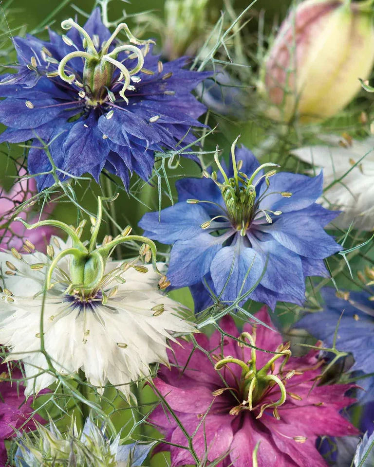 Mixed Nigella Damascena Flower seeds for Planting Colorful Display, Heirloom & GMO Free Seeds for Home Garden vegetable and garden seeds