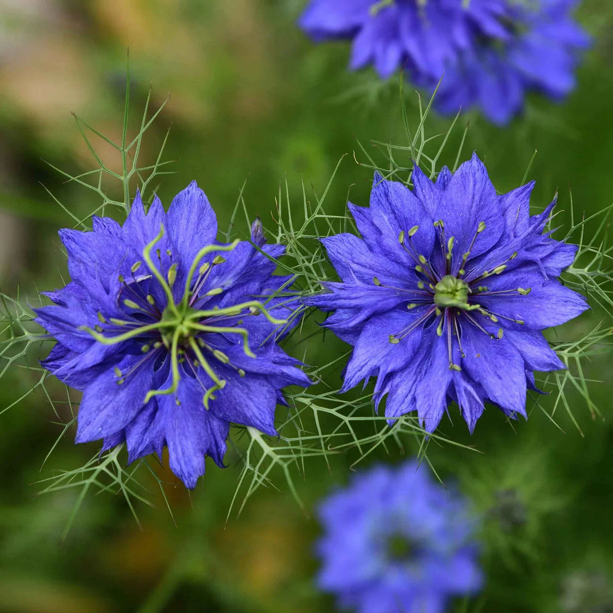 Indigo Flower seeds for Planting, Garden Favorite Heirloom & GMO Free Seeds for Home Garden