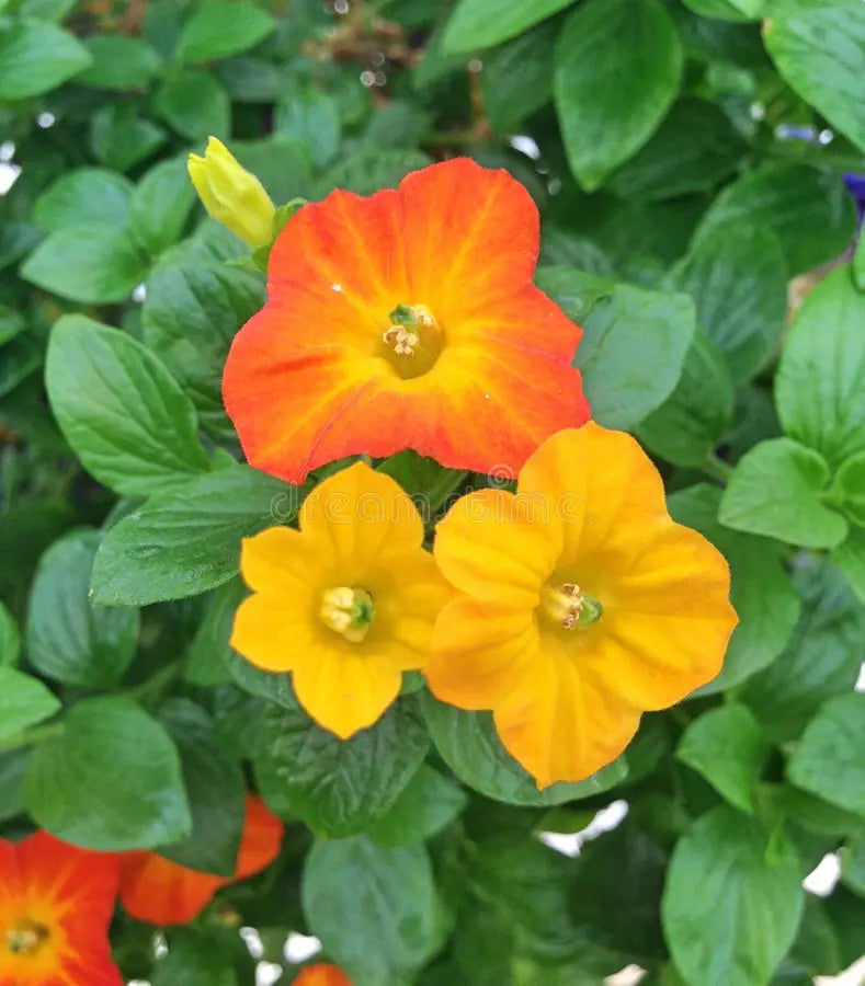 Streptosolen Flower seeds for Planting Wildflower Mix Heirloom & GMO Free Seeds for Home Garden vegetable and garden seeds