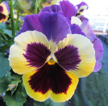 Pansy Swiss Flower seeds for Planting Hardy Variety Heirloom & GMO Free Seeds for Home Garden