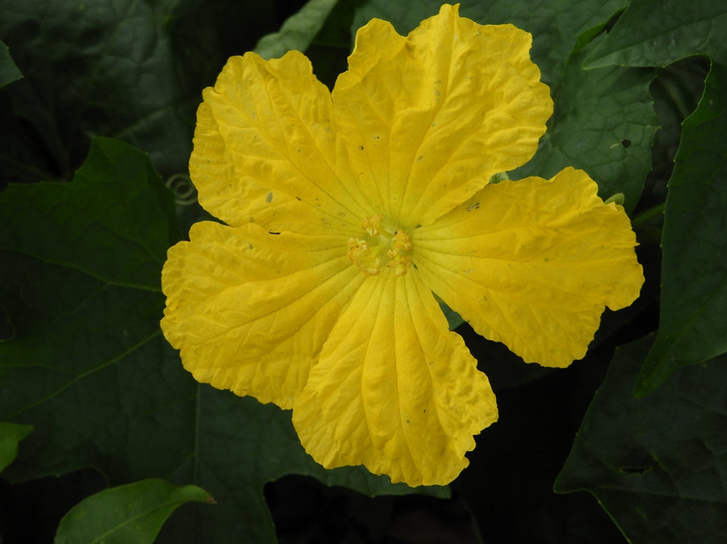 Yellow Luffa Flower seeds for Planting Vibrant Colors, Heirloom & GMO Free Seeds for Home Garden seeds for planting