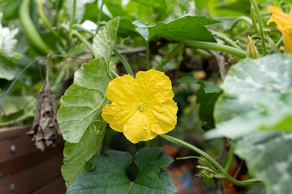Premium Yellow Luffa Flower seeds for Planting Vibrant Colors, Heirloom & GMO Free Seeds for Home Garden seeds