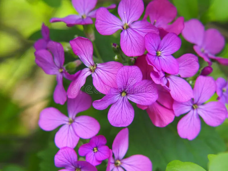 Lunaria Annua Flower seeds for Planting Long Bloom Season, Heirloom & GMO Free Seeds for Home Garden vegetable and garden seeds