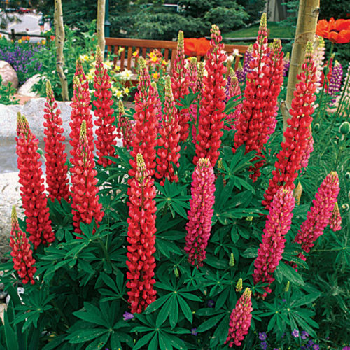 Russell Flower seeds for Planting Compact Growth Heirloom & GMO Free Seeds for Home Garden