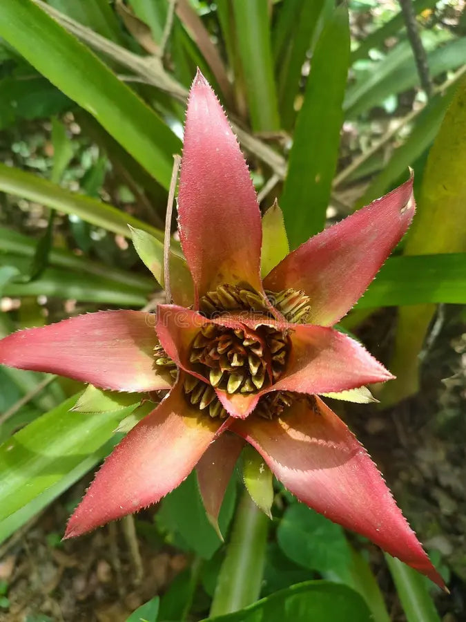 Burgundy Bromeliad Flower seeds for Planting Vibrant Colors Heirloom & GMO Free Seeds for Home Garden