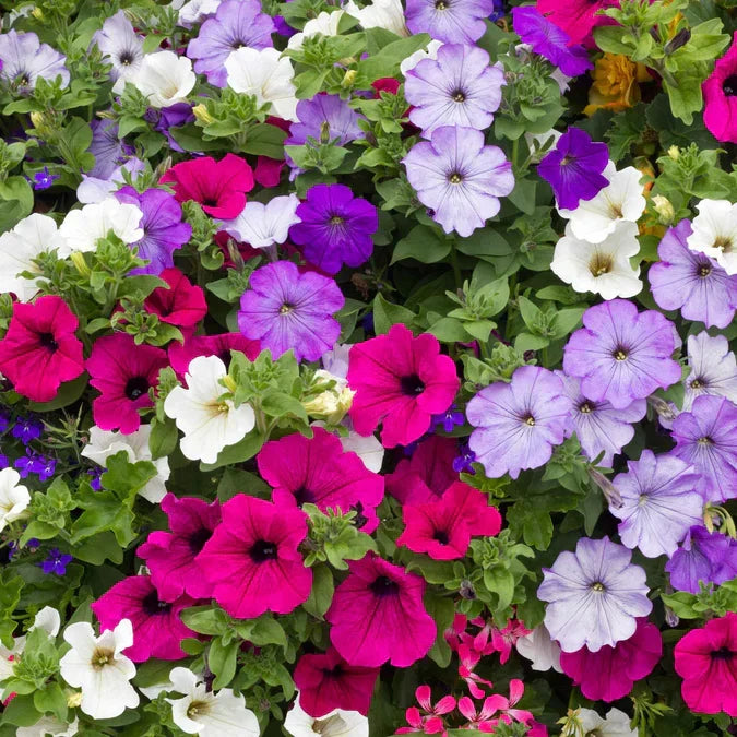 Mixed Color Petunia Flowers for Dynamic Garden Display