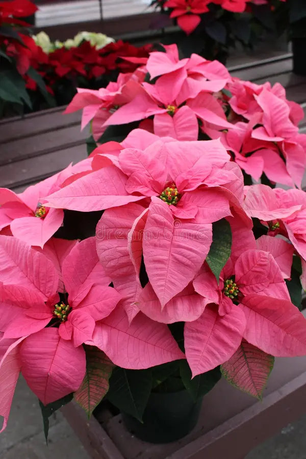 Premium Light Pink Euphorbia Pulcherrima Flower seeds for Planting Pollinator Friendly, Heirloom & GMO Free Seeds for Home Garden seeds