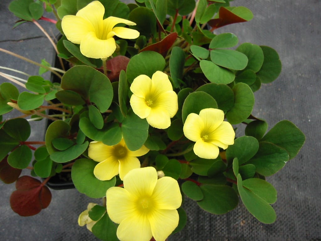 High quality Yellow Bermuda Buttercup Flower seeds for Planting Hardy Variety, Heirloom & GMO Free Seeds for Home Garden seeds pack