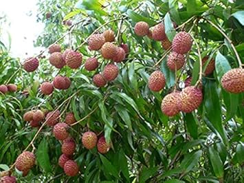 Lychee seeds for planting tropical lychee trees at home