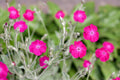 Violet Lychnis Flower seeds for Planting Hardy Variety, Heirloom & GMO Free Seeds for Home Garden seeds for planting