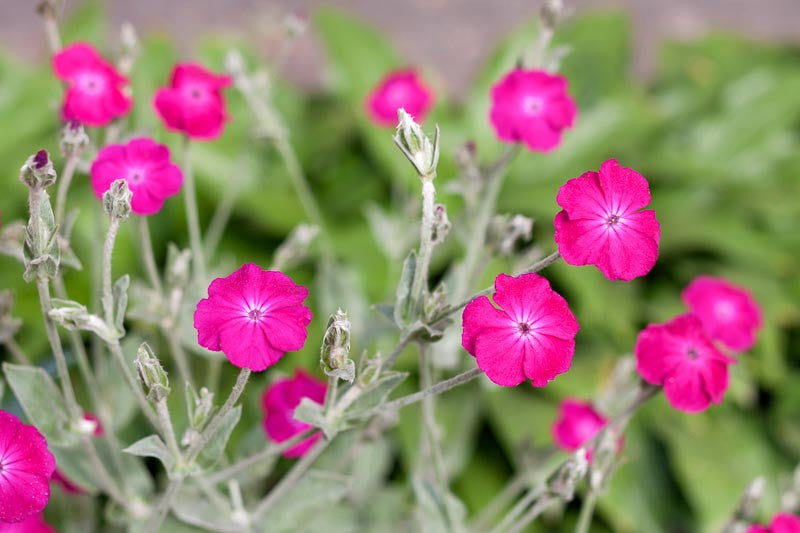 Violet Lychnis Flower seeds for Planting Hardy Variety, Heirloom & GMO Free Seeds for Home Garden seeds for planting
