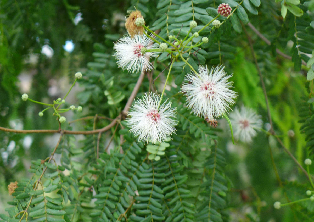 River Tamarind Flower seeds for Planting Seasonal Bloomer Heirloom & GMO Free Seeds for Home Garden