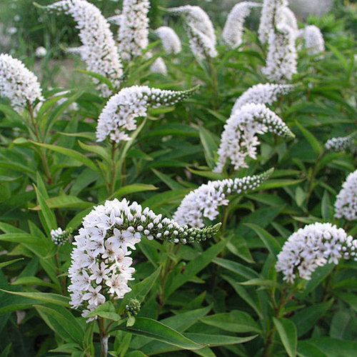 Lysimachia Flower seeds for Planting Perfect for Borders Heirloom & GMO Free Seeds for Home Garden