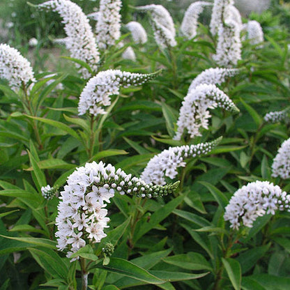 Lysimachia Flower seeds for Planting Perfect for Borders Heirloom & GMO Free Seeds for Home Garden