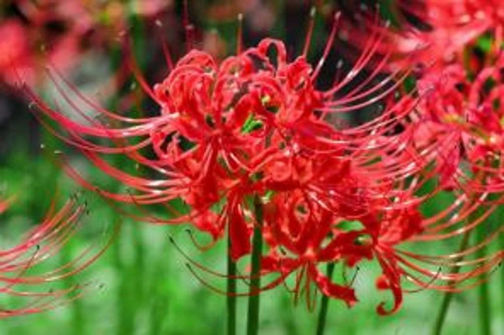 Premium Mixed Grevillea Flower seeds for Planting Sun Loving, Heirloom & GMO Free Seeds for Home Garden seeds