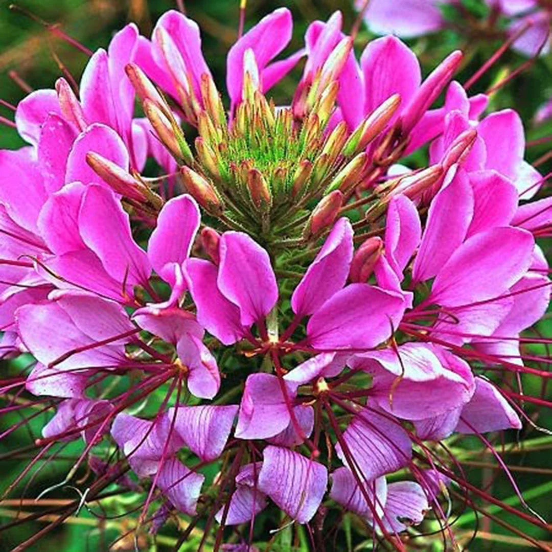 High quality Pink Spiny Spider Flower seeds for Planting Drought Tolerant, Heirloom & GMO Free Seeds for Home Garden seeds pack