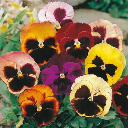 Pansy Swiss Flower seeds for Planting Pollinator Friendly Heirloom & GMO Free Seeds for Home Garden