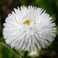 White Bellis Flower seeds for Planting Cottage Garden Essential, Heirloom & GMO Free Seeds for Home Garden seeds for planting