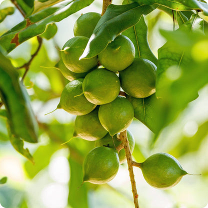 Macadamia nut tree seeds Macadamia integrifolia hardy edible nut tree