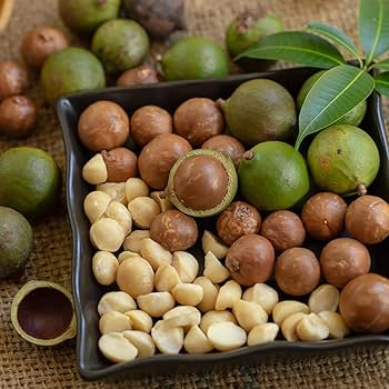 Young macadamia nut seedlings sprouting from soil