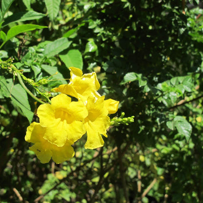 Macfadyena Unguis Flower seeds for Planting Colorful Display Heirloom & GMO Free Seeds for Home Garden