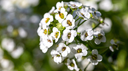 Tiny Tim Alyssum Flower seeds for Planting Low Maintenance Heirloom & GMO Free Seeds for Home Garden