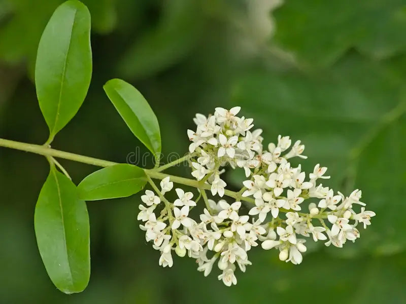 Premium White Privet Flower seeds for Planting Colorful Display, Heirloom & GMO Free Seeds for Home Garden seeds