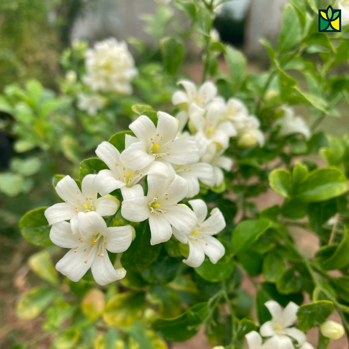 Murraya Paniculata Flower seeds for Planting, Hardy Variety Heirloom & GMO Free Seeds for Home Garden